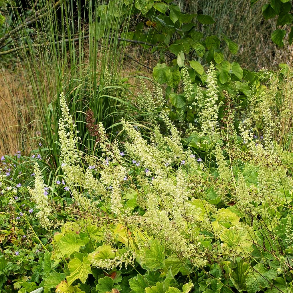 Samthaariges Silberglöckchen (Heuchera villosa var.macrorrhiza)