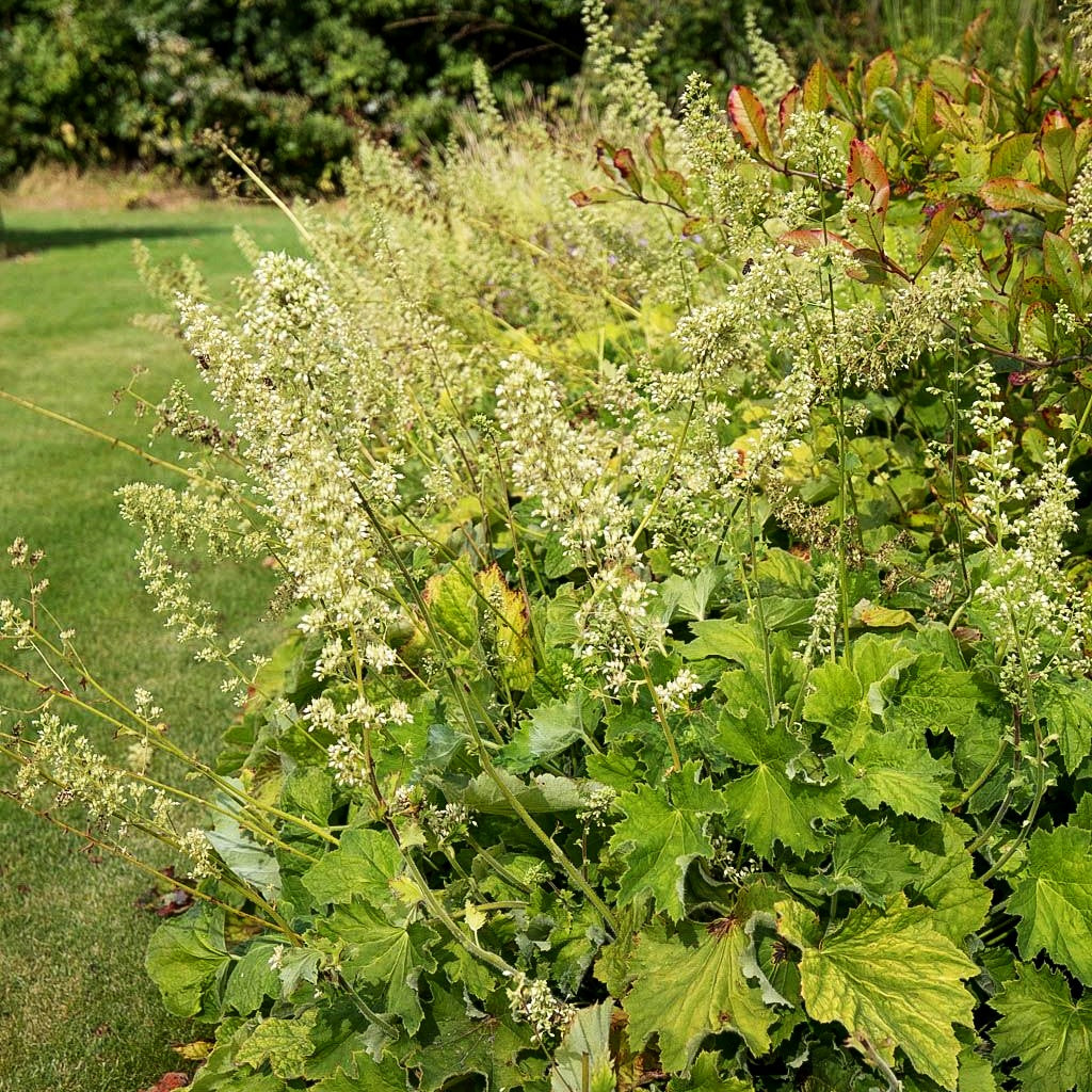 Samthaariges Silberglöckchen (Heuchera villosa var.macrorrhiza)