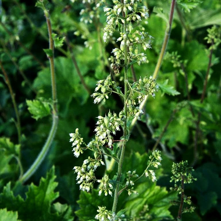 Samthaariges Silberglöckchen (Heuchera villosa var.macrorrhiza)