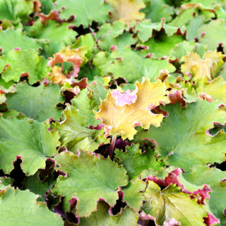 Samthaariges Silberglöckchen 'Kassandra' (Heuchera villosa)