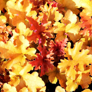 Samthaariges Silberglöckchen 'Marmalade' (Heuchera villosa)