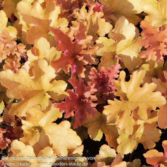 Samthaariges Silberglöckchen 'Marmalade' (Heuchera villosa)