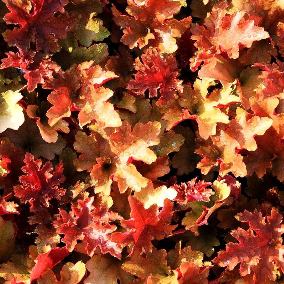 Samthaariges Silberglöckchen 'Marmalade' (Heuchera villosa)