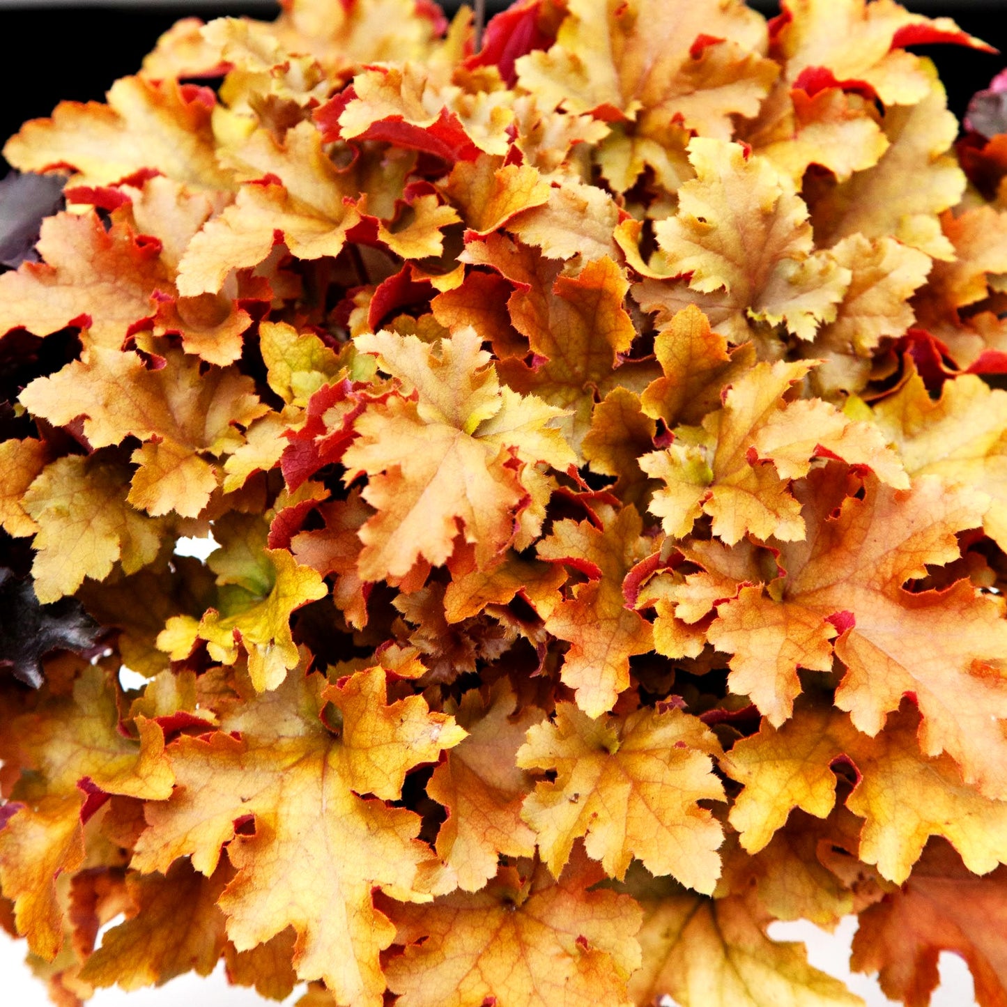 Samthaariges Silberglöckchen 'Marmalade' (Heuchera villosa)