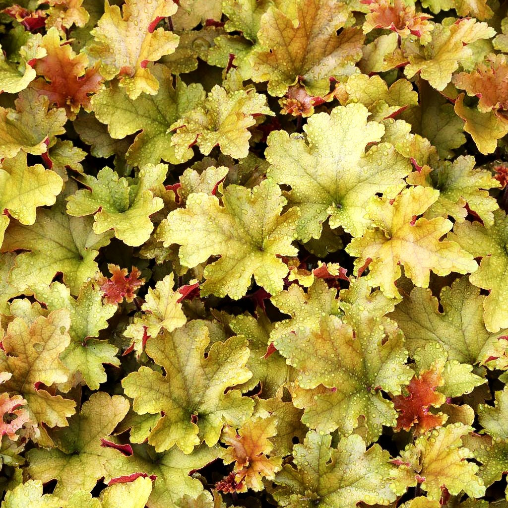 Samthaariges Silberglöckchen 'Marmalade' (Heuchera villosa)
