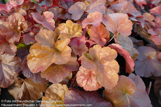 Samthaariges Silberglöckchen 'Timeless Orange' (Heuchera villosa)