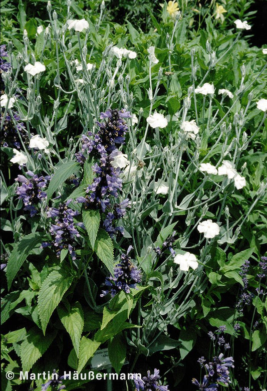 Samtnelke, Lichtnelke 'Alba' (Lychnis coronaria)