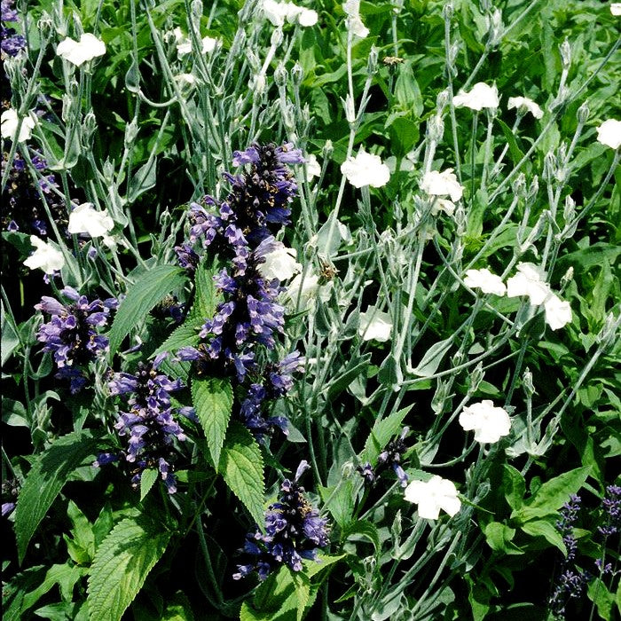 Samtnelke, Lichtnelke 'Alba' (Lychnis coronaria)