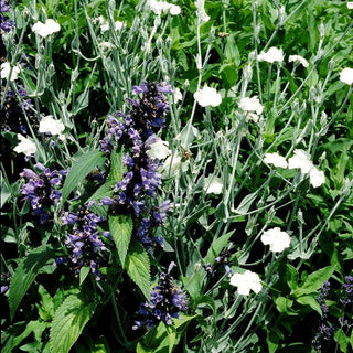 Samtnelke, Lichtnelke 'Alba' (Lychnis coronaria)