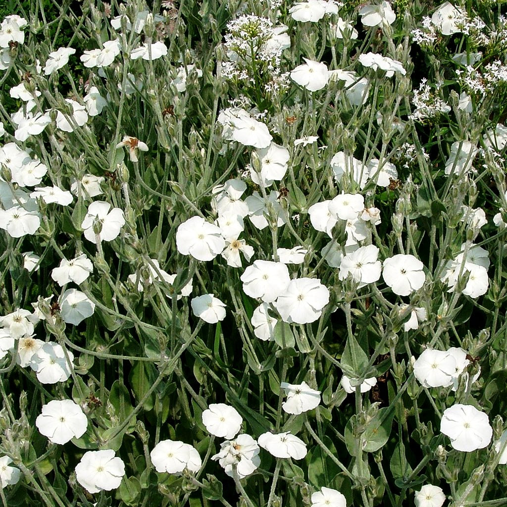 Samtnelke, Lichtnelke 'Alba' (Lychnis coronaria)