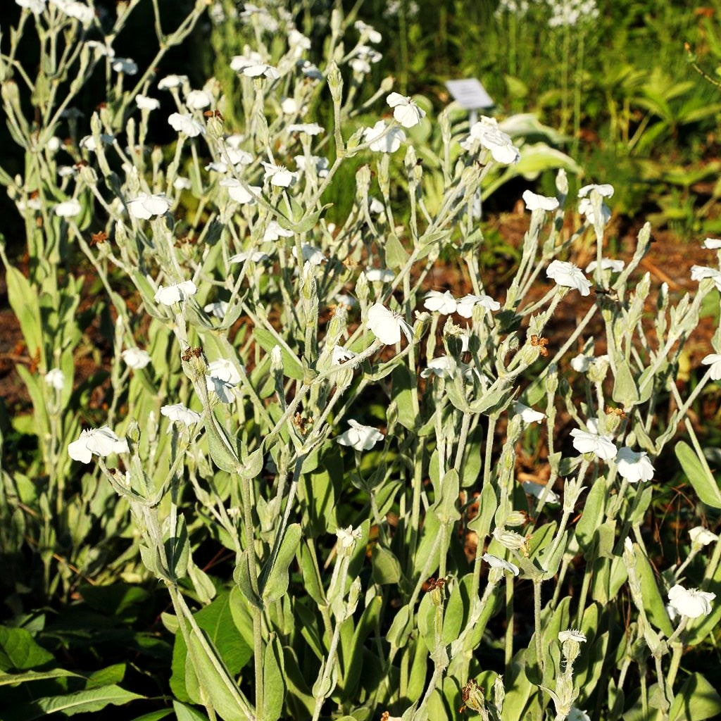 Samtnelke, Lichtnelke 'Alba' (Lychnis coronaria)