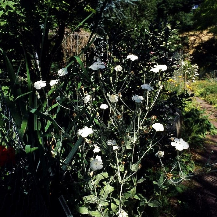 Samtnelke, Lichtnelke 'Alba' (Lychnis coronaria)