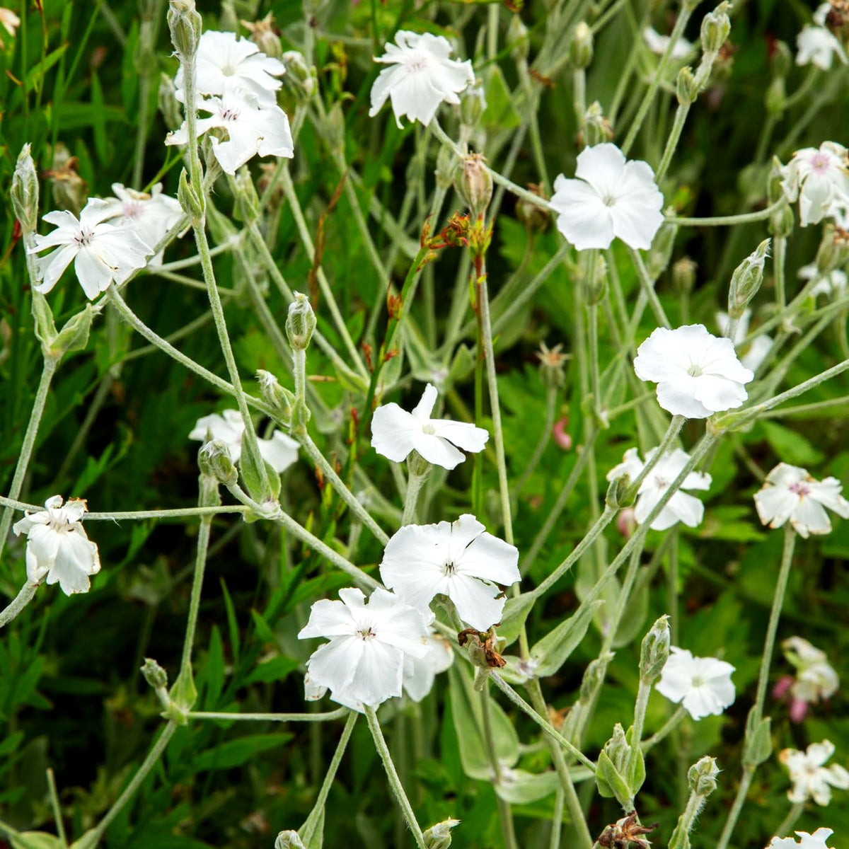 Samtnelke, Lichtnelke 'Alba' (Lychnis coronaria)