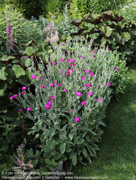Samtnelke, Lichtnelke (Lychnis coronaria)