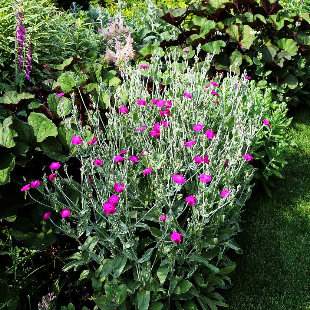 Samtnelke, Lichtnelke (Lychnis coronaria)