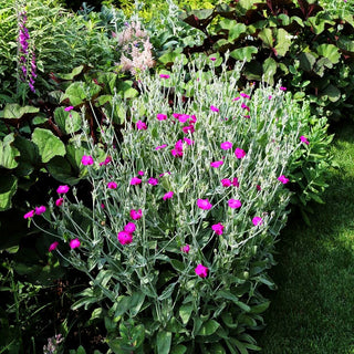 Samtnelke, Lichtnelke (Lychnis coronaria)