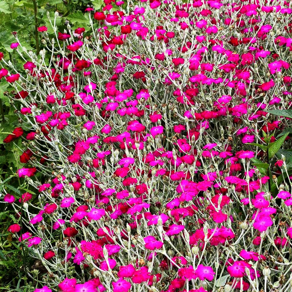 Samtnelke, Lichtnelke (Lychnis coronaria)