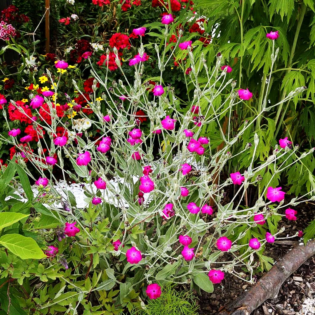Samtnelke, Lichtnelke (Lychnis coronaria)