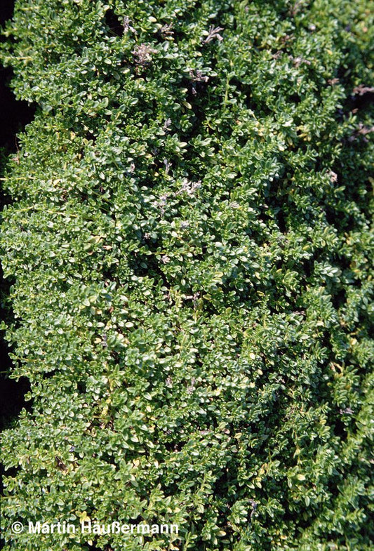 Sand-Thymian 'Albus' (Thymus serpyllum)