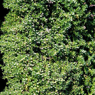 Sand-Thymian 'Albus' (Thymus serpyllum)