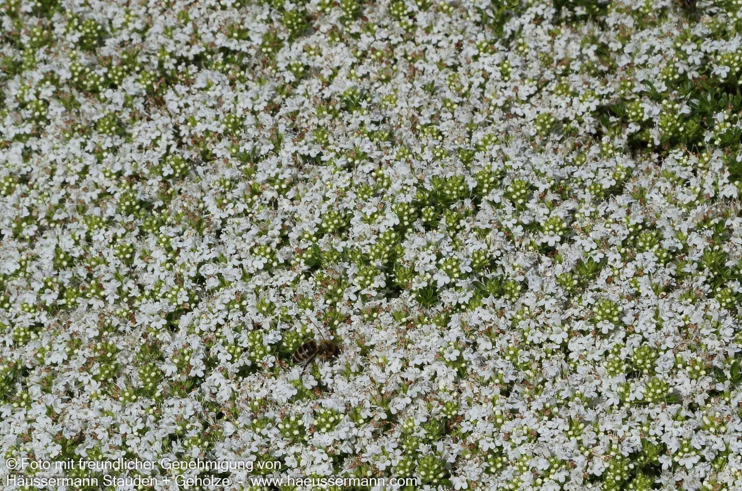 Sand-Thymian 'Albus' (Thymus serpyllum)