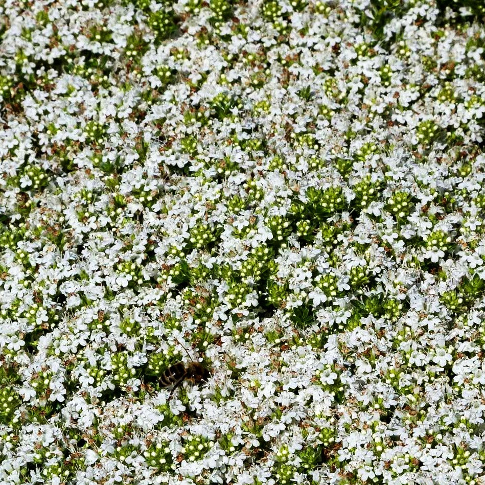 Sand-Thymian 'Albus' (Thymus serpyllum)