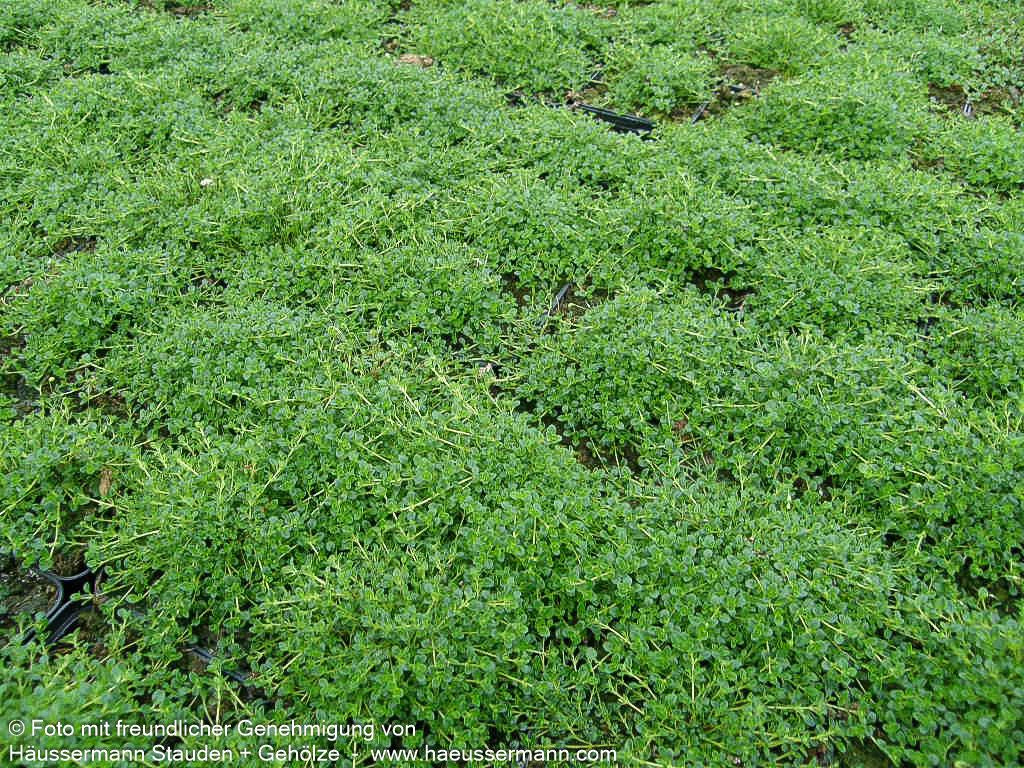 Sand-Thymian 'Albus' (Thymus serpyllum)