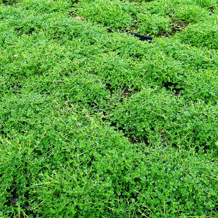 Sand-Thymian 'Albus' (Thymus serpyllum)