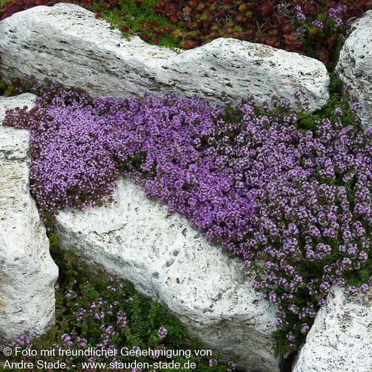 Sand-Thymian 'Coccineus' (Thymus serpyllum)