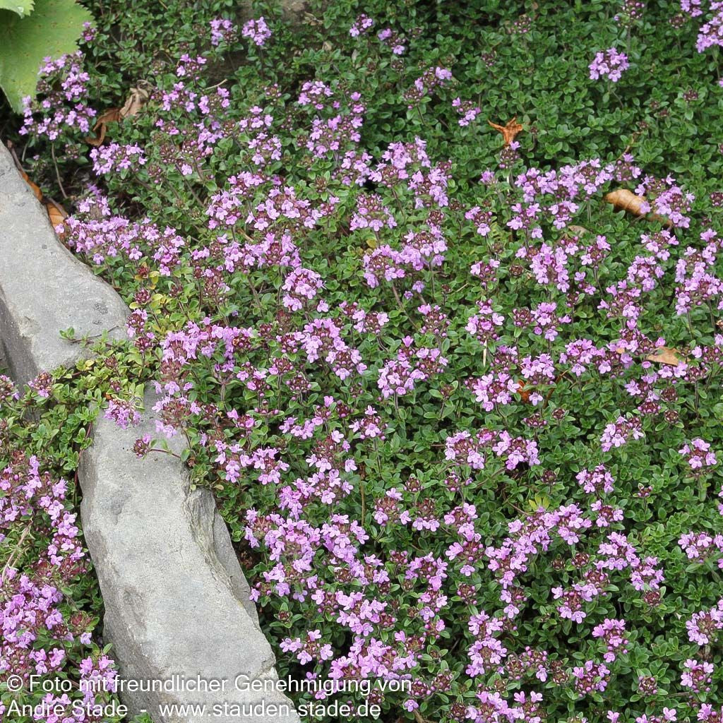 Sand-Thymian 'Coccineus' (Thymus serpyllum)