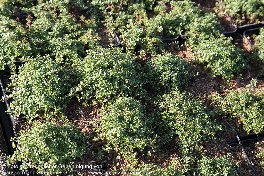 Sand-Thymian 'Coccineus' (Thymus serpyllum)