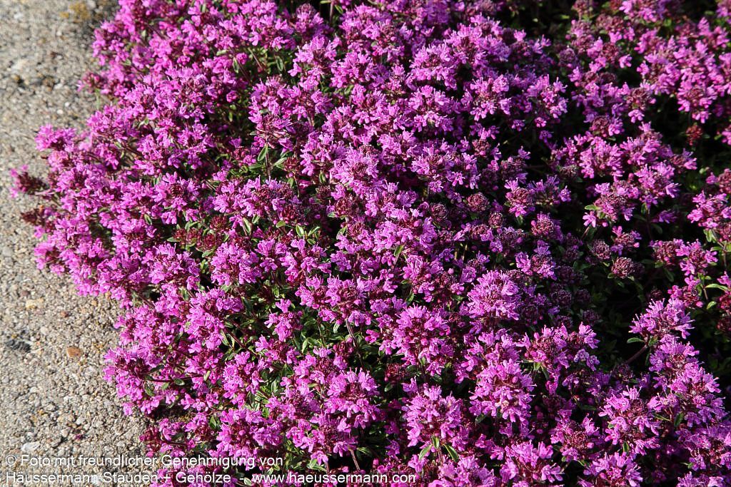 Sand-Thymian 'Coccineus' (Thymus serpyllum)