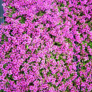Sand-Thymian 'Creeping Red' (Thymus praecox)