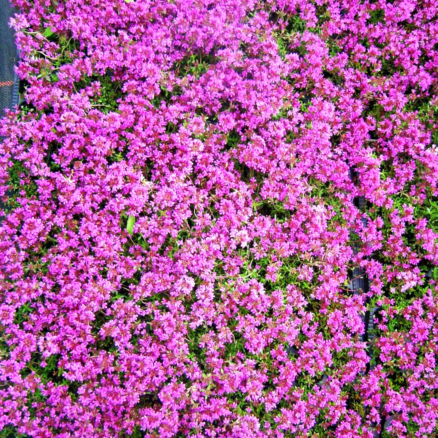 Sand-Thymian 'Creeping Red' (Thymus praecox)