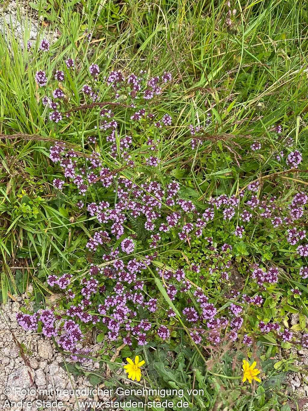 Sand-Thymian (Thymus serpyllum)