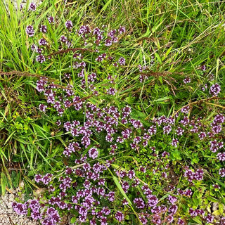 Sand-Thymian (Thymus serpyllum)