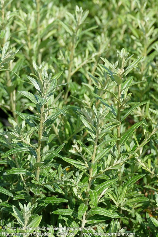 Sanddorn 'Friesdorfer Orange' (Hippophae rhamnoides)