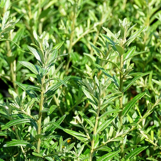 Sanddorn 'Friesdorfer Orange' (Hippophae rhamnoides)