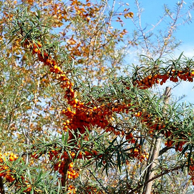 Sanddorn 'Frugana' (Hippophae rhamnoides)
