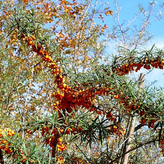Sanddorn 'Frugana' (Hippophae rhamnoides)