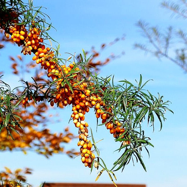 Sanddorn 'Frugana' (Hippophae rhamnoides)