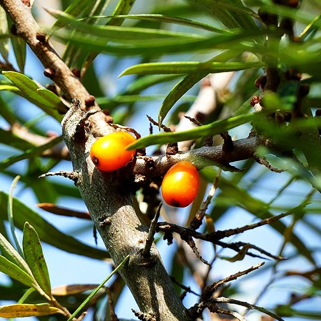 Sanddorn 'Frugana' (Hippophae rhamnoides)