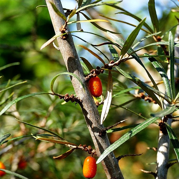Sanddorn 'Frugana' (Hippophae rhamnoides)