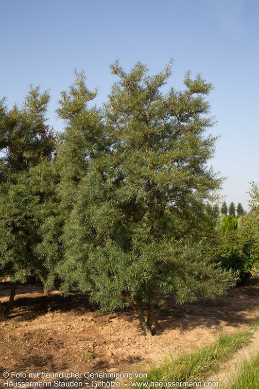 Sanddorn (Hippophae rhamnoides)