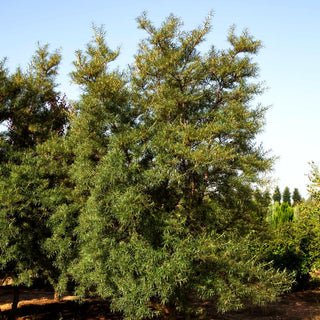 Sanddorn (Hippophae rhamnoides)