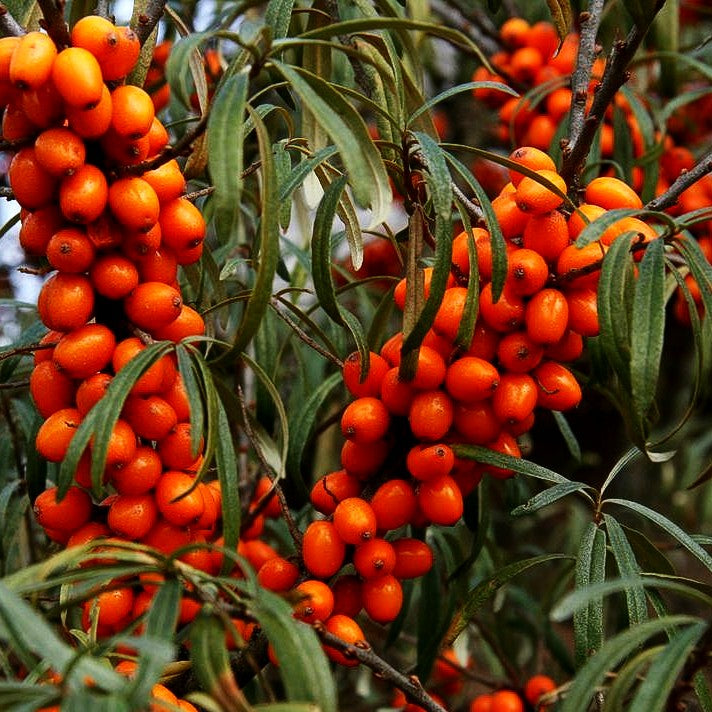 Sanddorn (Hippophae rhamnoides)