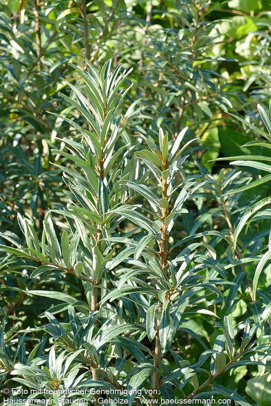 Sanddorn männlich 'Pollmix' (Hippophae rhamnoides)