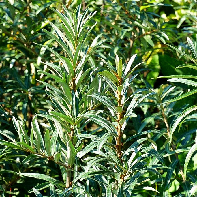 Sanddorn männlich 'Pollmix' (Hippophae rhamnoides)