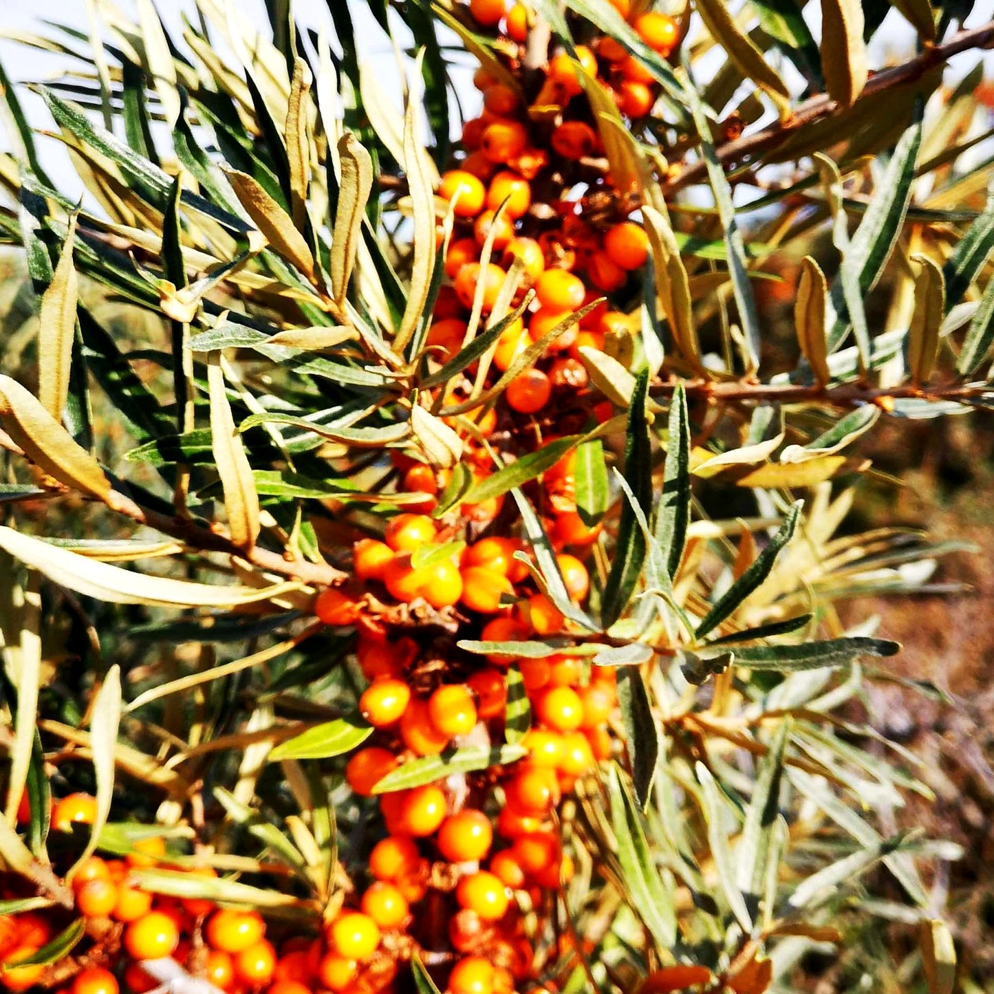 Sanddorn weiblich 'Leikora' (Hippophae rhamnoides)