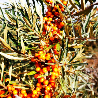 Sanddorn weiblich 'Leikora' (Hippophae rhamnoides)